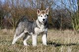 ALASKAN MALAMUTE 891